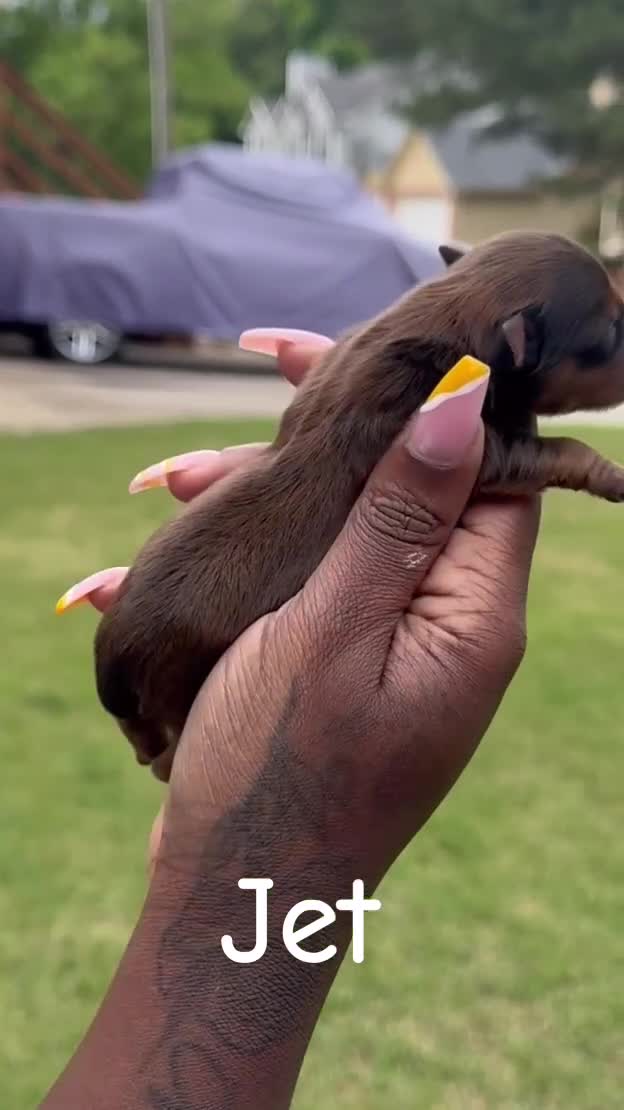 Yorkshire Terrier dogs for sale: Yorkshire Terrier Puppy 4 - Video 4