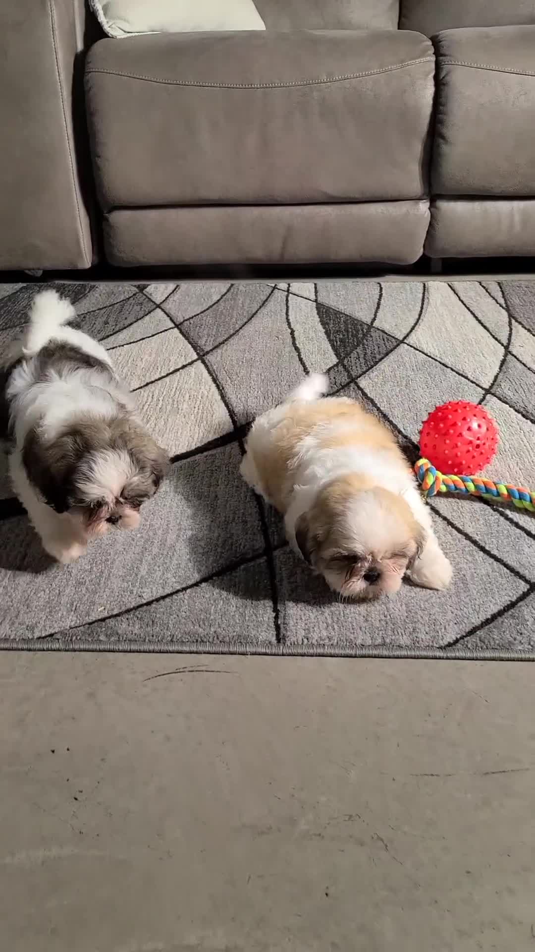 Shih Tzu dogs for sale: Jake  - Video 1