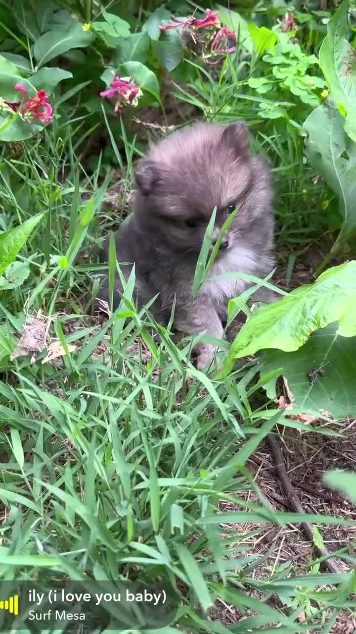 Pomeranian dogs for sale: Tiny Blue Sable boy 6wks - Video 1