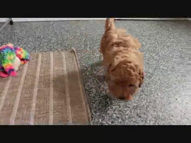Mini Goldendoodle dogs for sale: Frankie - Video 2