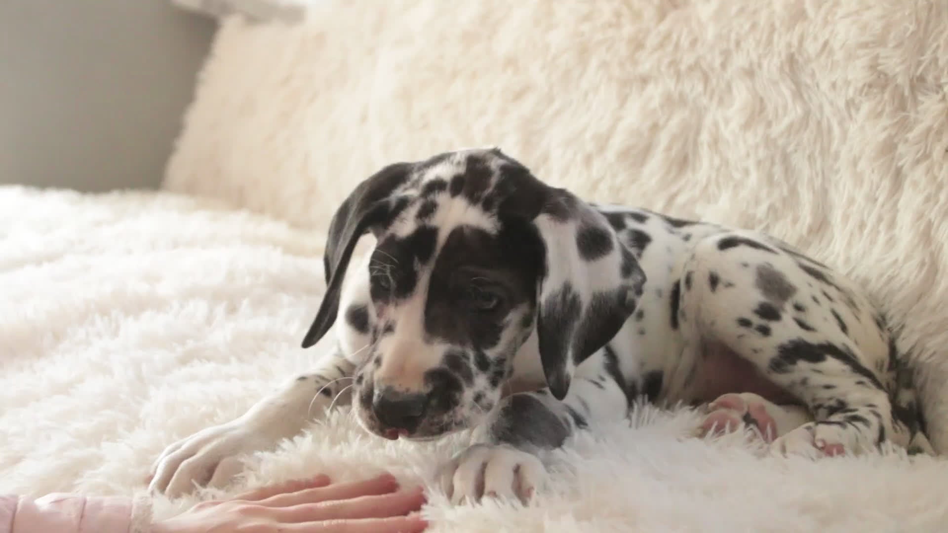 Great Dane dogs for sale: Gordon - Video 1