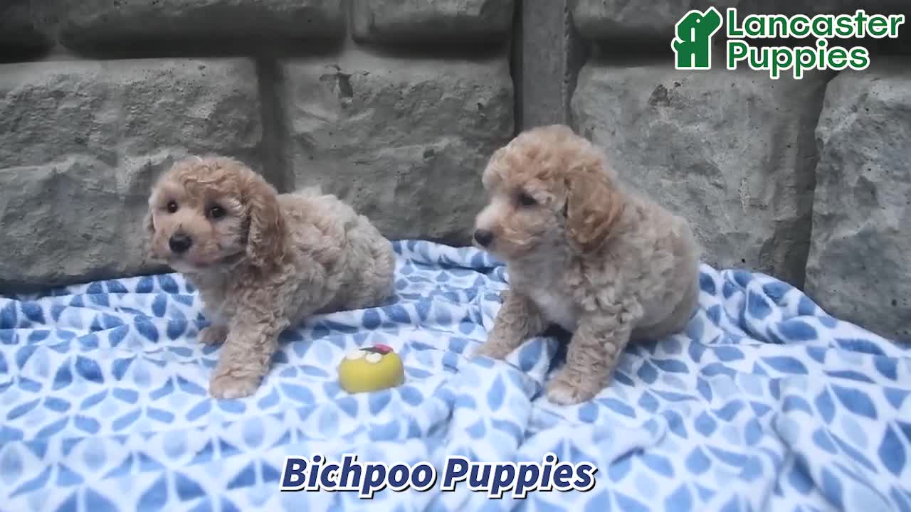 Bichpoo dogs for sale: Justice - Video 1