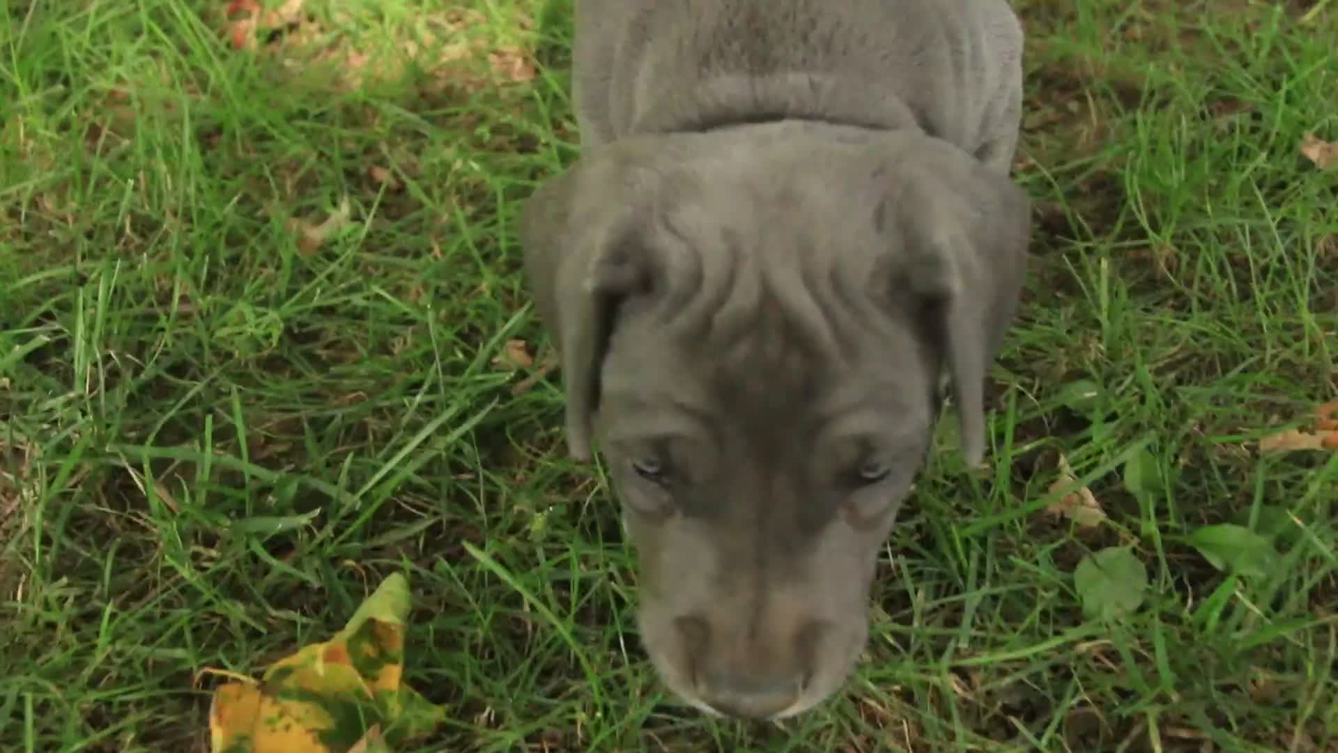 Great Dane dogs for sale: Brielle Great Dane  - Video 1