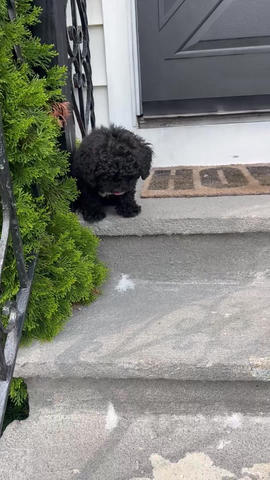 Shihpoo dogs for sale: Matcha - Video 1