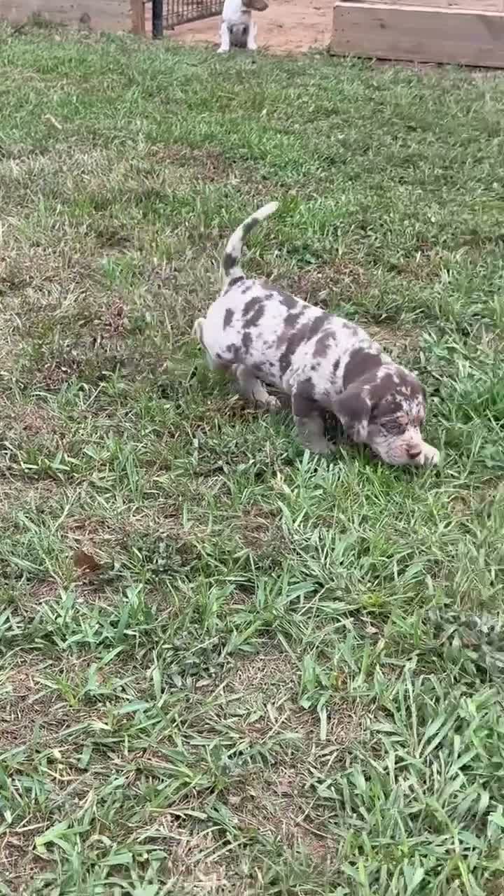 Catahoula Leopard Dog dogs for sale: Chunker aka Reddington “Red” - Video 2