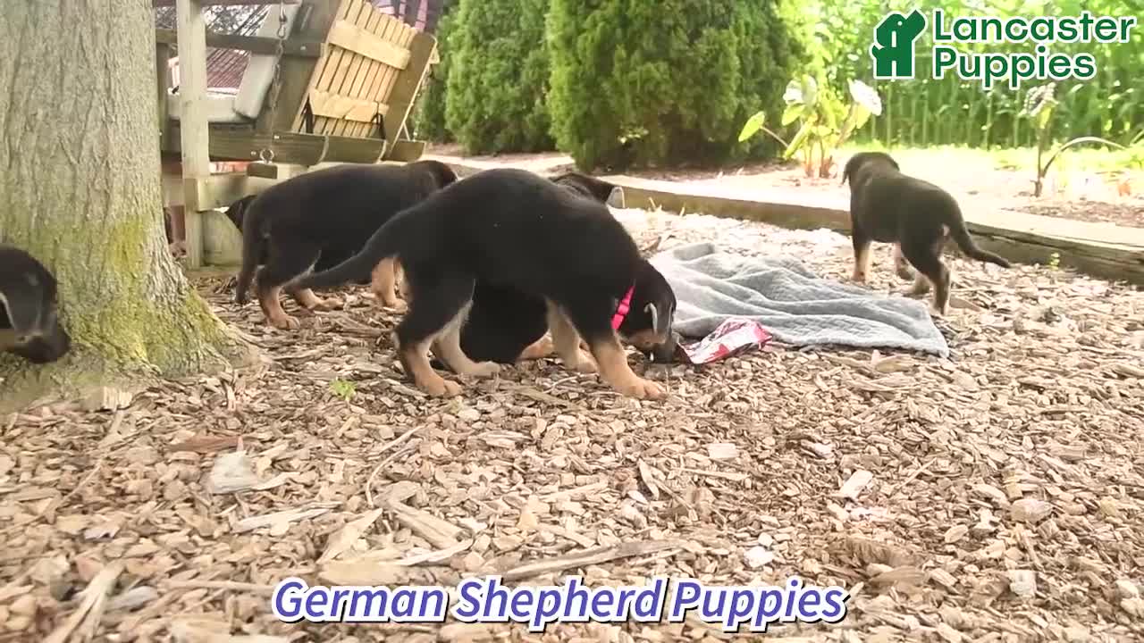 German Shepherd dogs for sale: Liam  - Video 1