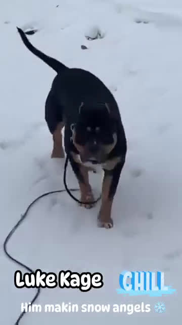 American Bully dogs for sale: American Bully XL Puppys 6 left - Video 1