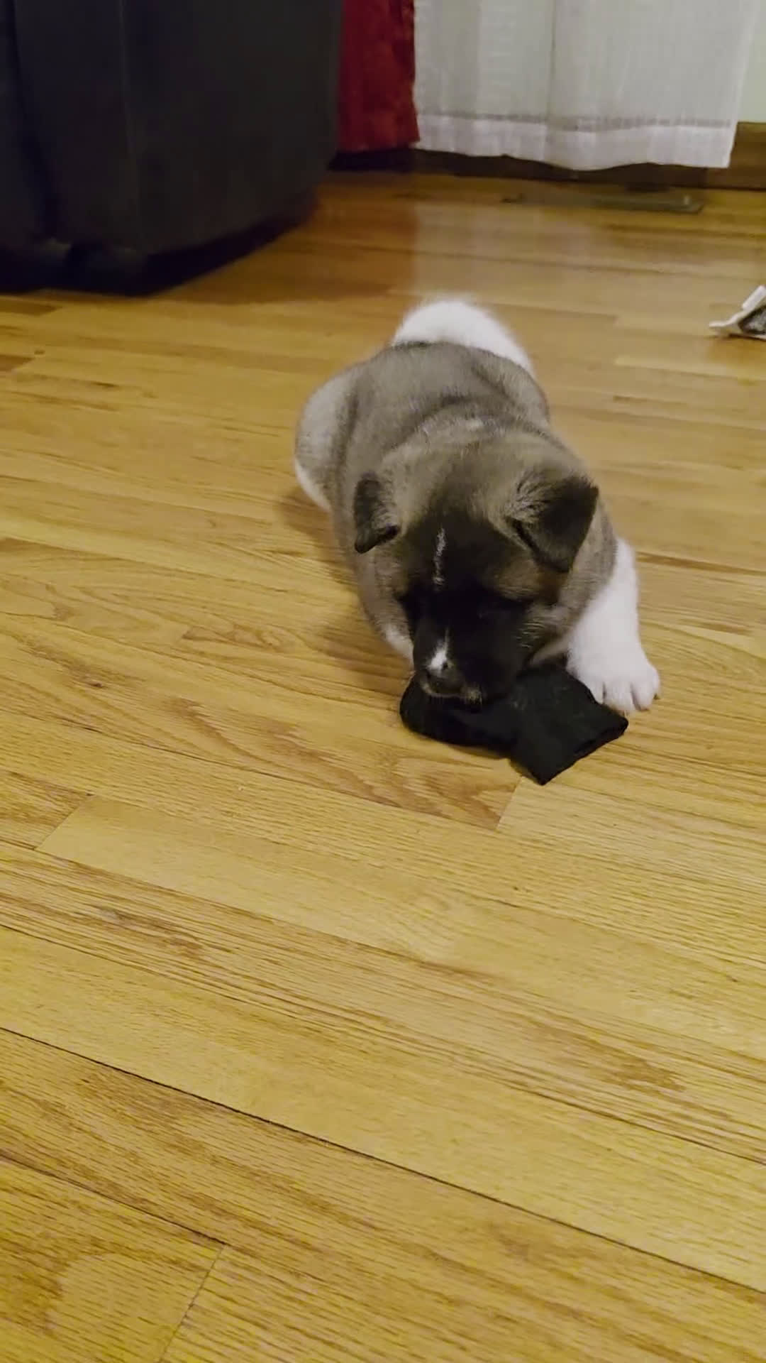 Akita dogs for sale: AKC Chance - Video 1