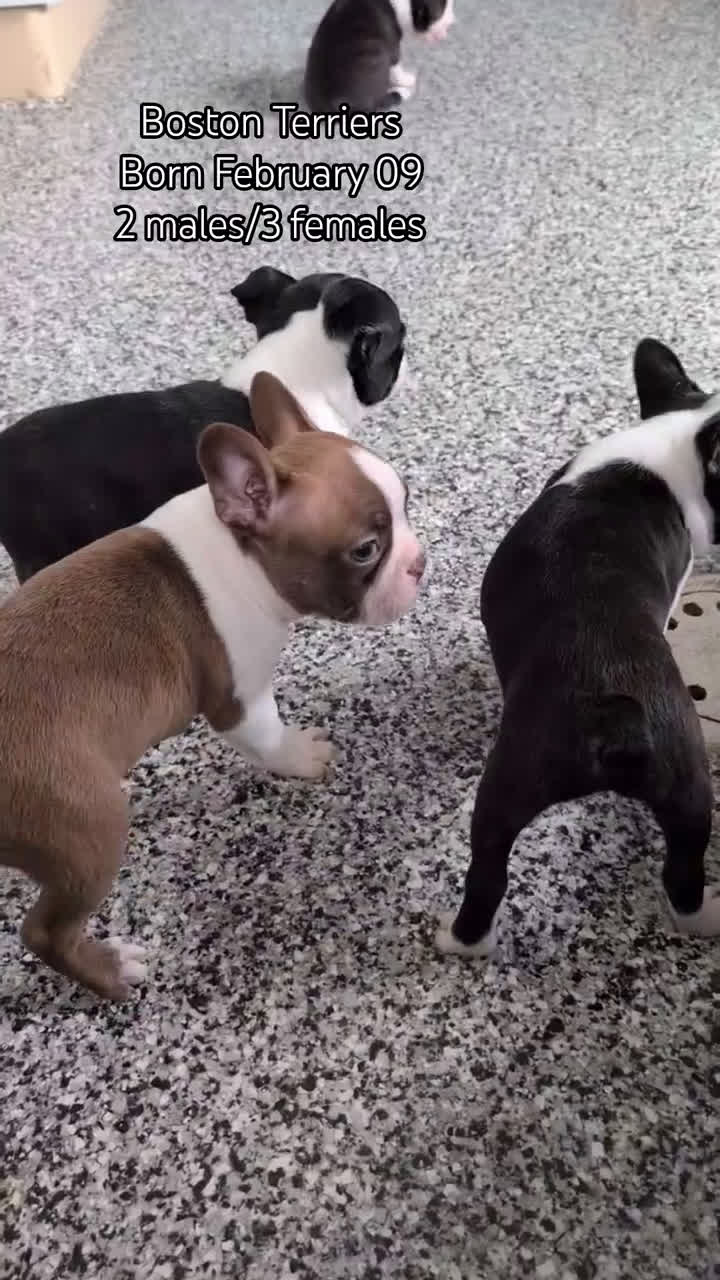 Boston Terrier dogs for sale: Mya - Video 3