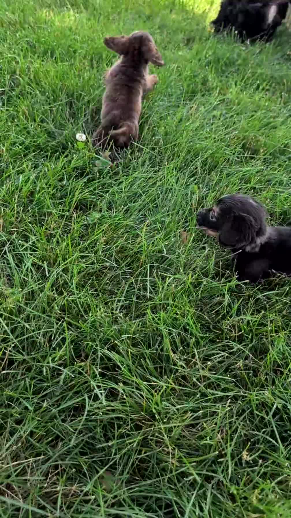 Miniature Dachshund dogs for sale: Lyla - Video 2