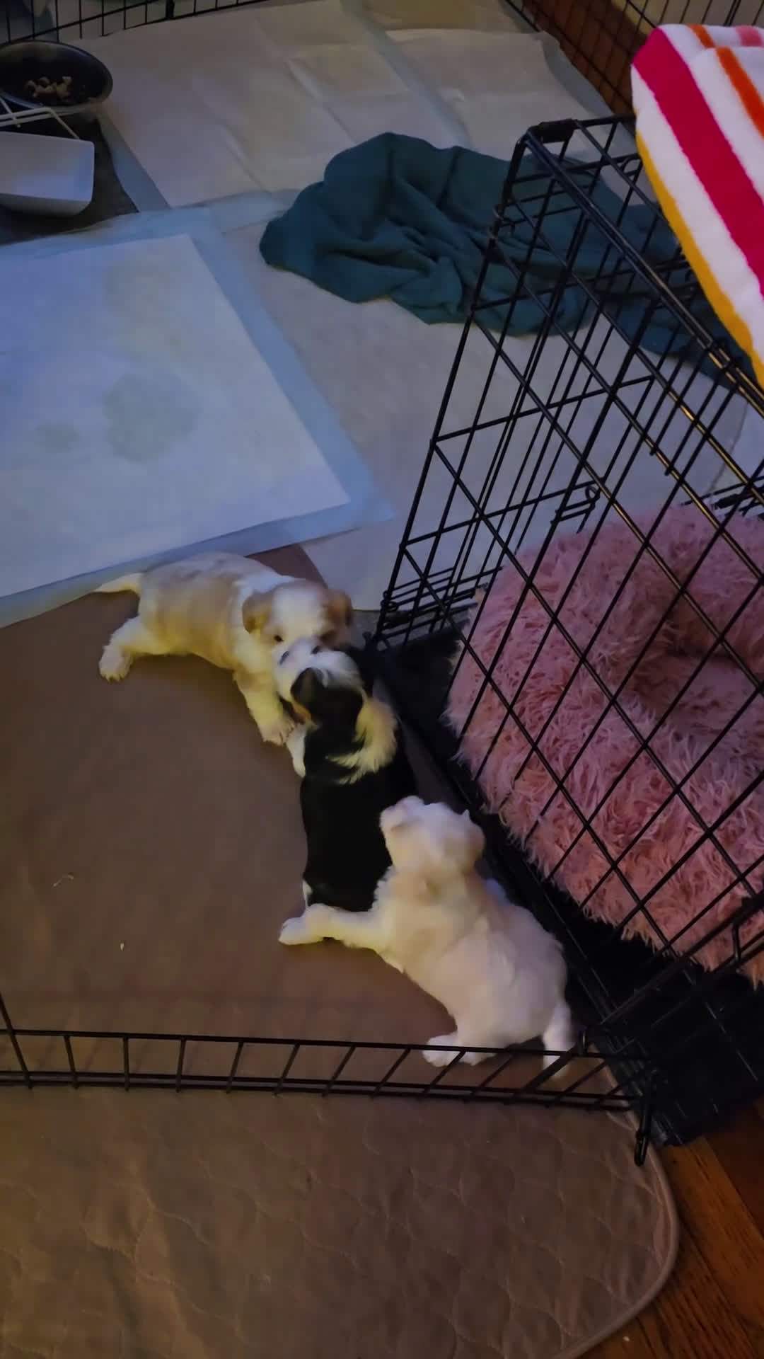 Morkie dogs for sale: Panda - Video 1