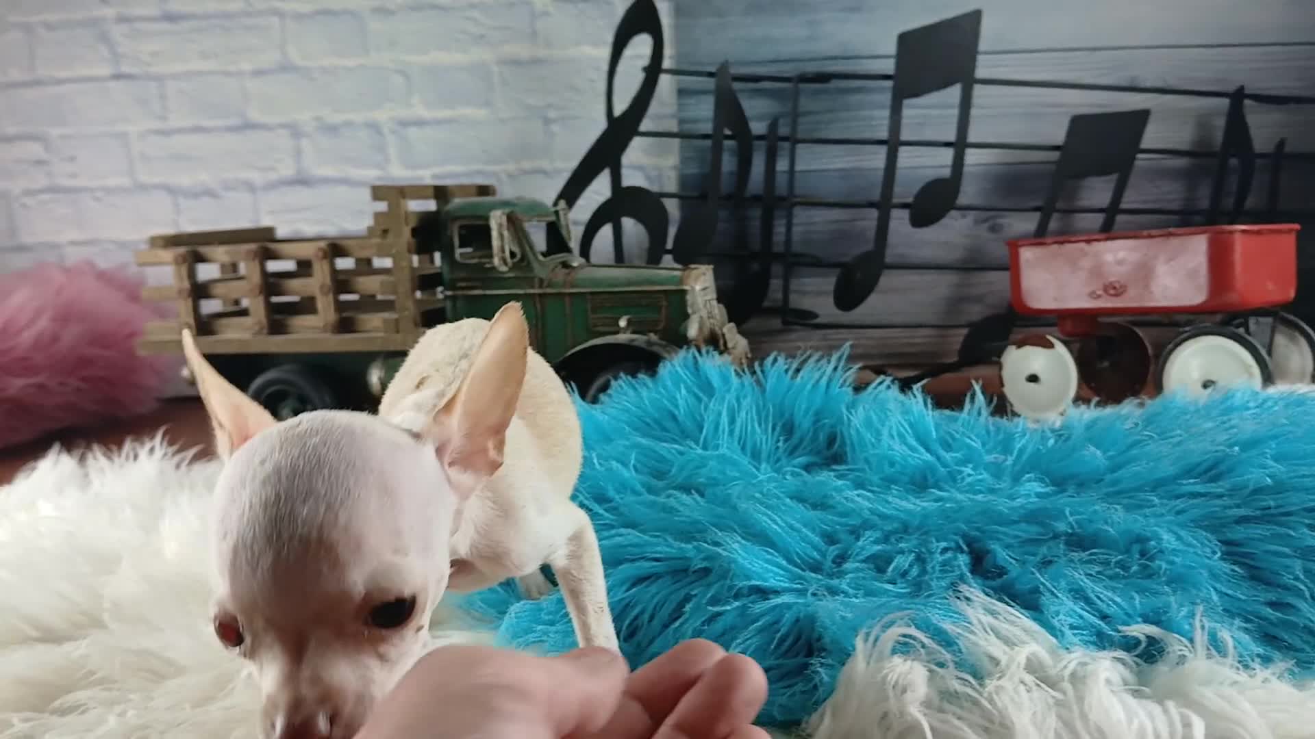 Chihuahua dogs for sale: Vanillas Teacup Boy. Hand Delivery  - Video 1
