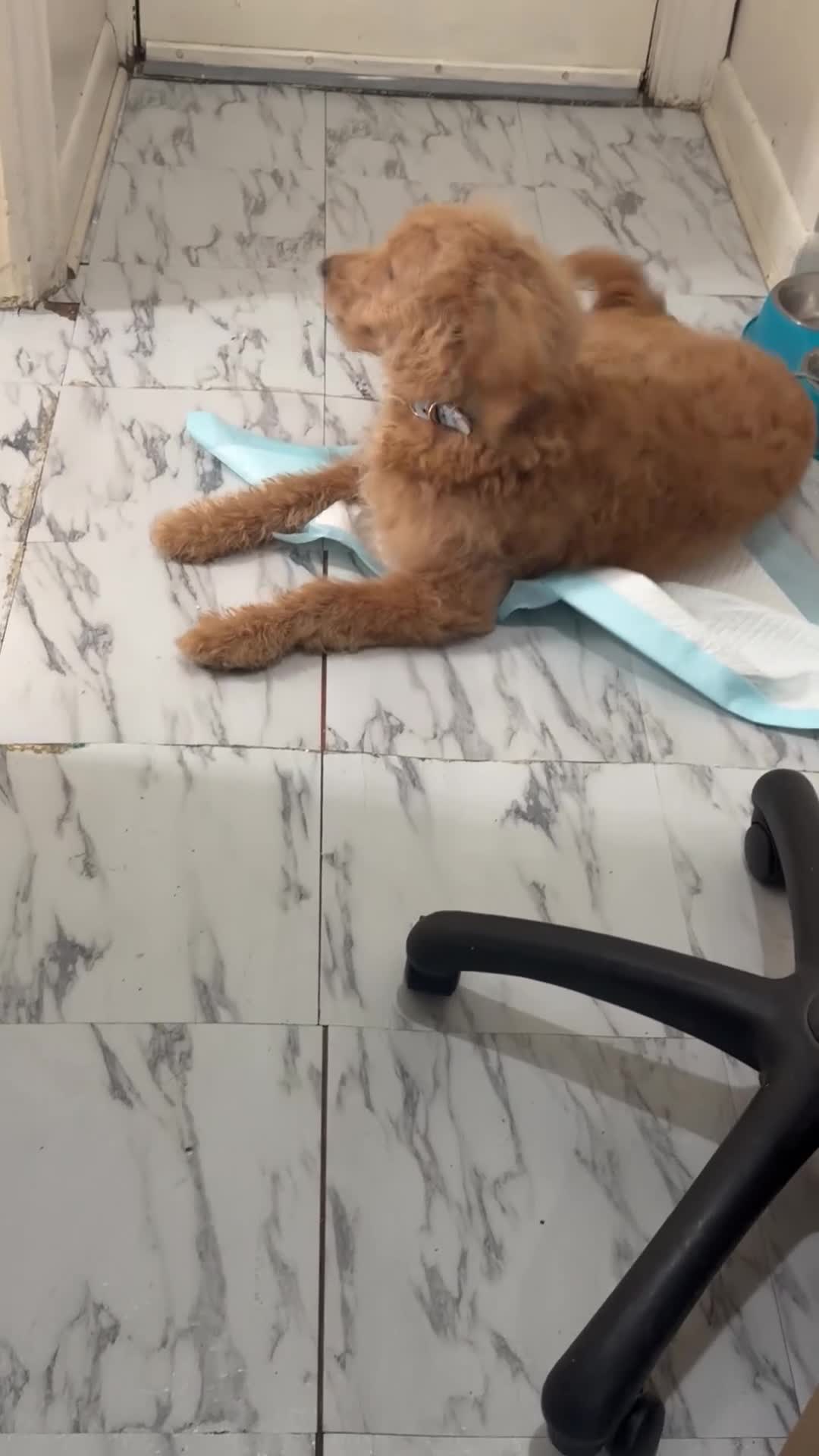 Mini Goldendoodle dogs for sale: Mini Goldendoodle Puppy 1 - Video 1