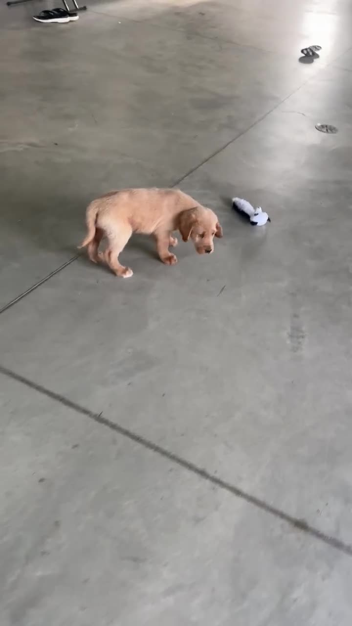 Labradoodle dogs for sale: Clyde  - Video 1