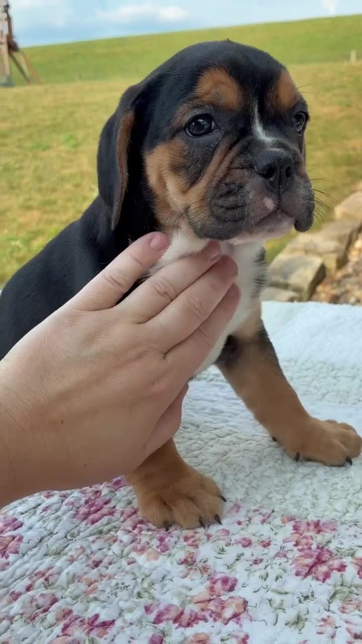 Beabull dogs for sale: Ginger - Video 1