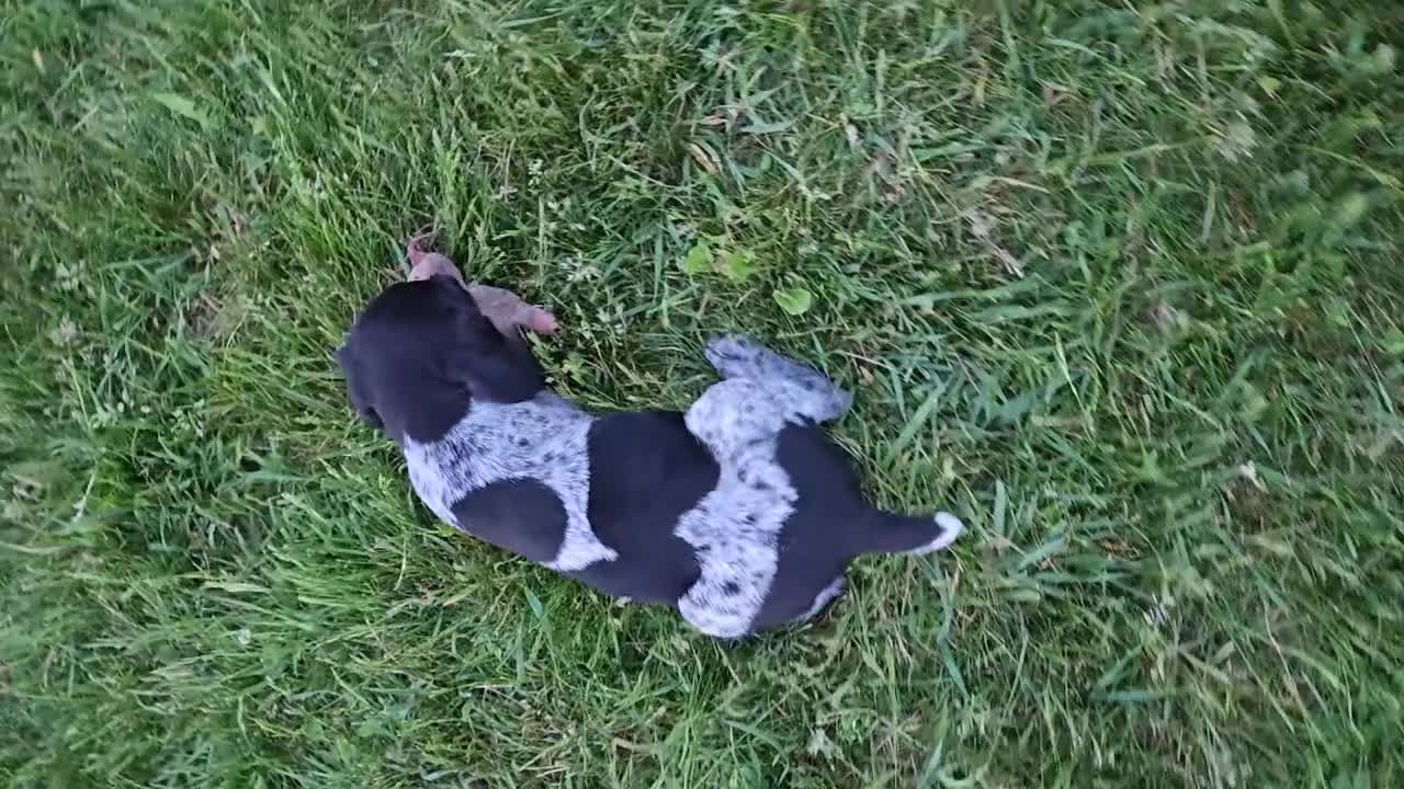 German Shorthaired Pointer dogs for sale: Huck Finn  - Video 3
