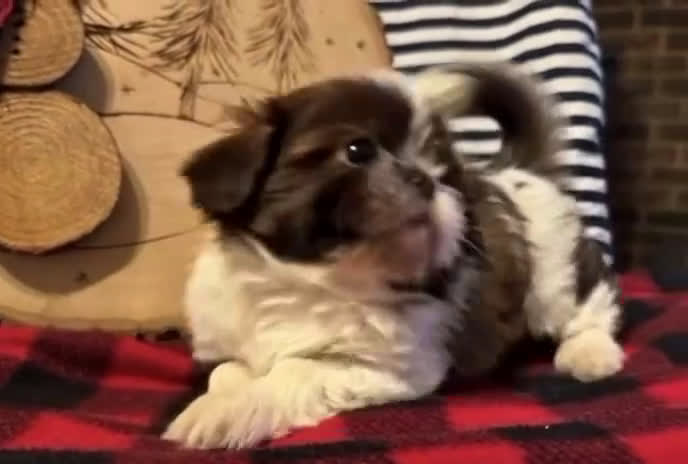 Shih Tzu dogs for sale: Yankee - Video 1