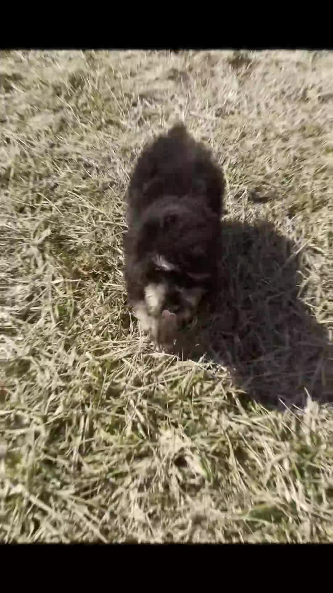 Standard Poodle dogs for sale: Diamond - Video 1