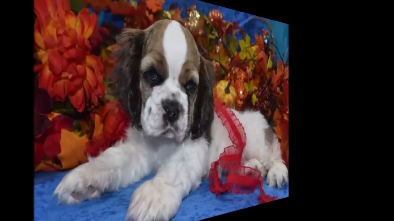 Cocker Spaniel dogs for sale: AKC Boone Chocolate Sable Parti Merle Blue Eyes American Cocker Spaniel Puppy - Video 2