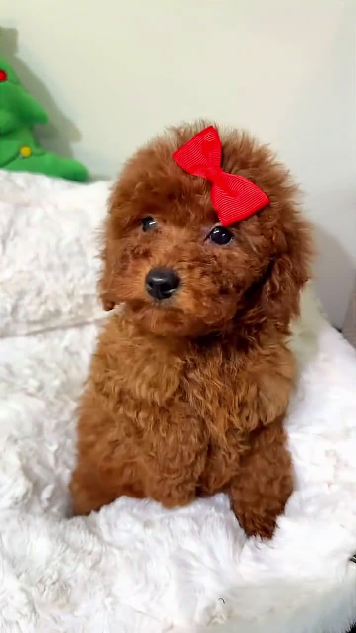 Toy Poodle dogs for sale: Tiny cakes  - Video 3