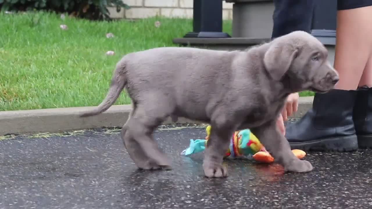 Labrador Retriever dogs for sale: Smoke - Video 1
