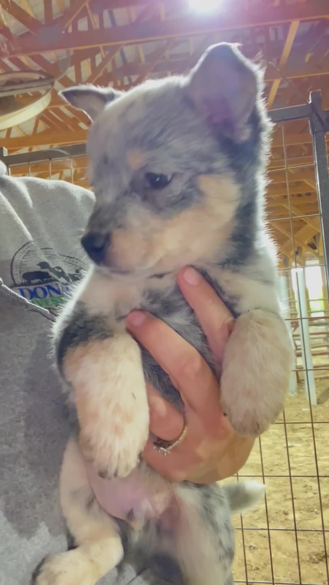Australian Cattle Dog dogs for sale: Kayce - Video 2