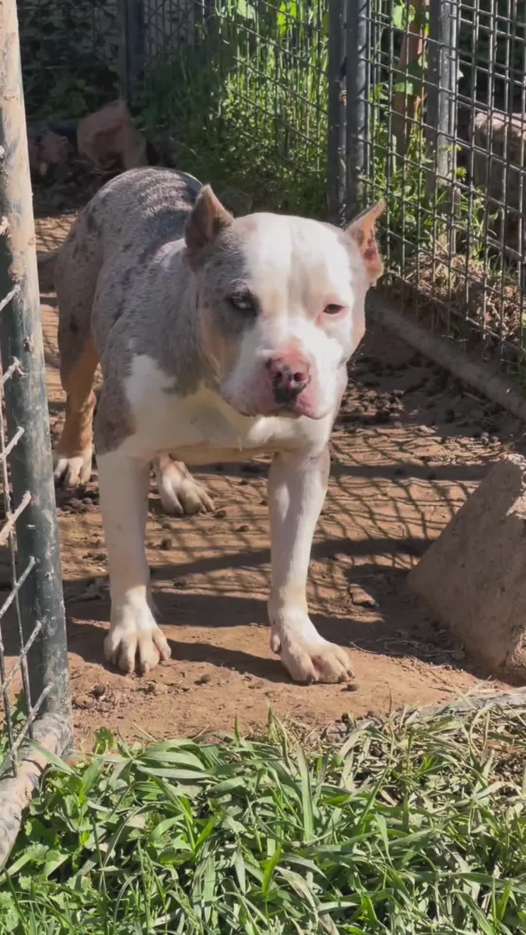 American Bully dogs for sale: Dream - Video 4
