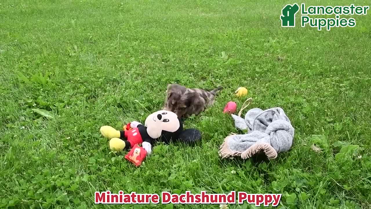 Miniature Dachshund dogs for sale: Precious - Video 1