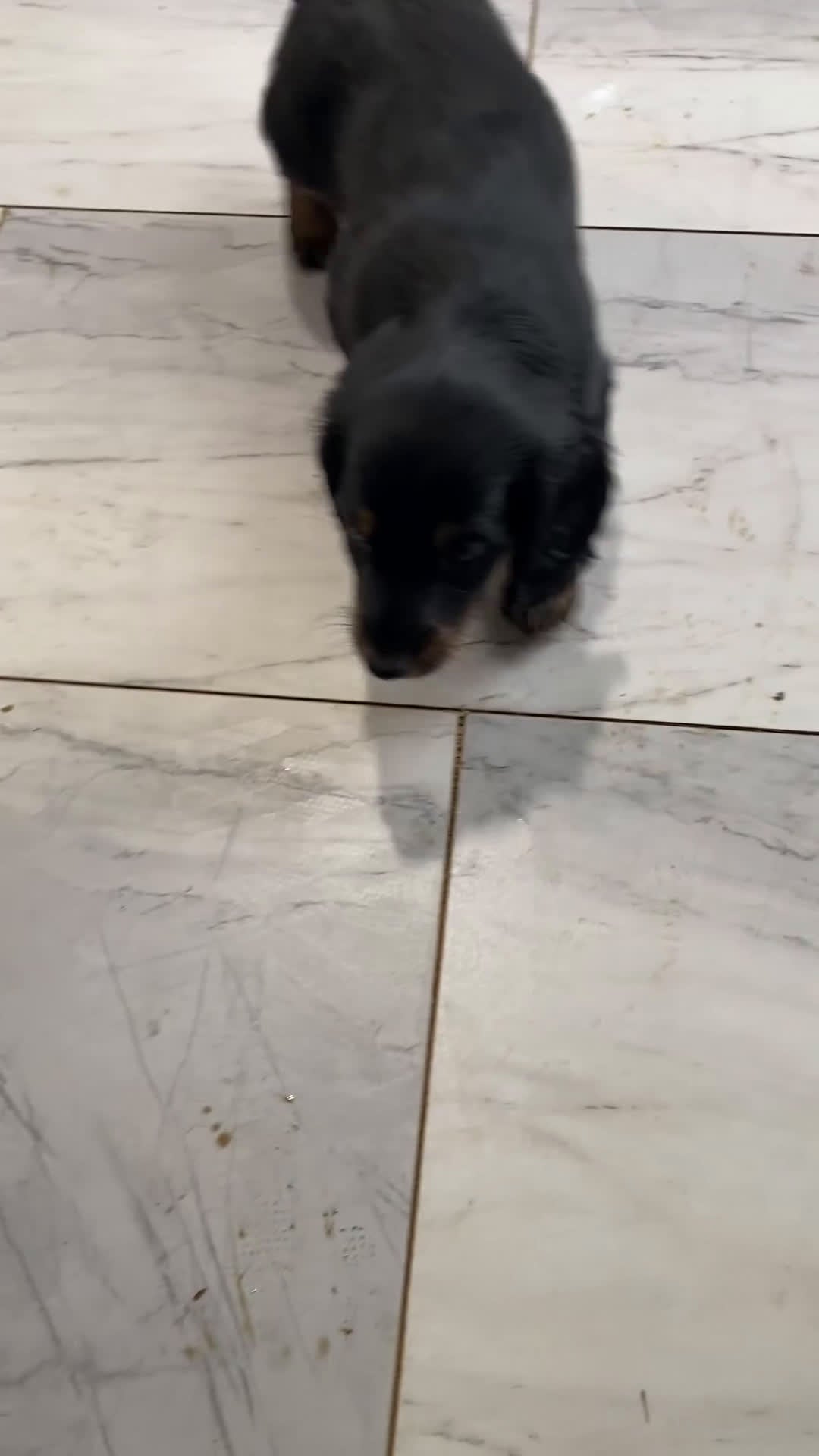 Miniature Dachshund dogs for sale: Rosie - Video 2