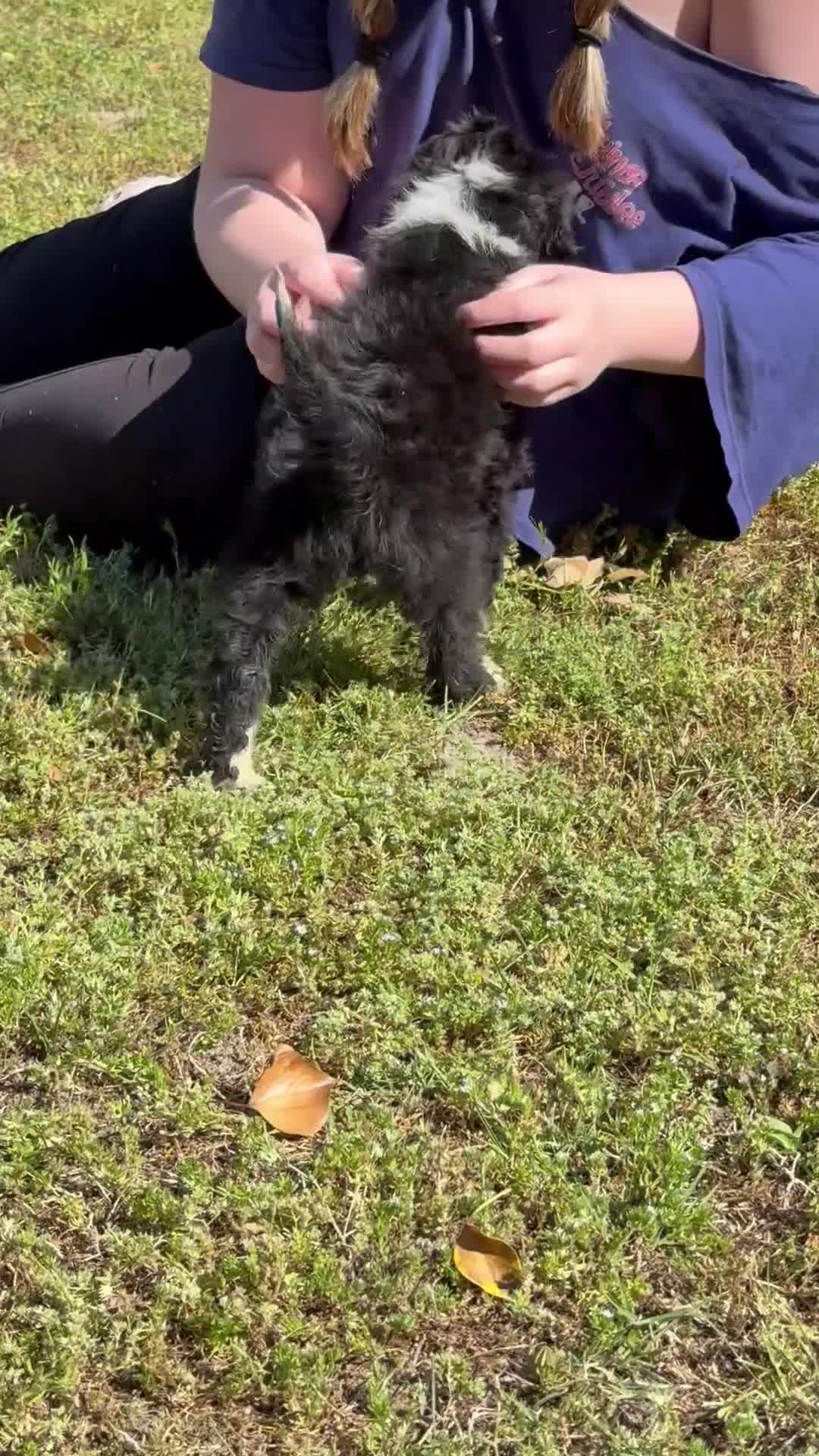 Aussiedoodle dogs for sale: Green Olive (Green) - Video 1