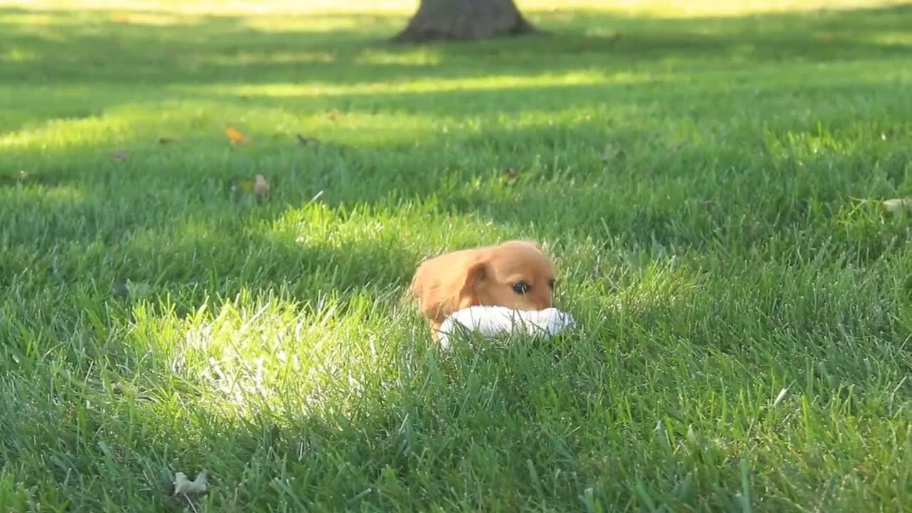 Miniature Dachshund dogs for sale: Rusty Miniature Dachshund  - Video 1