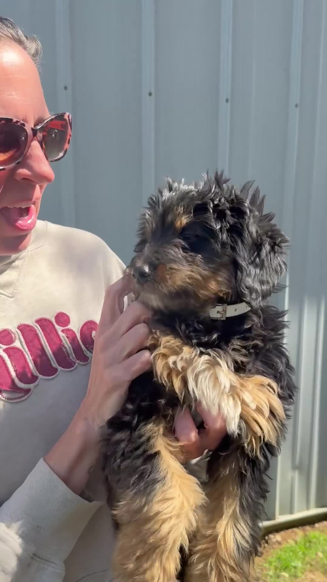 Bernedoodle dogs for sale: Sky - Video 1