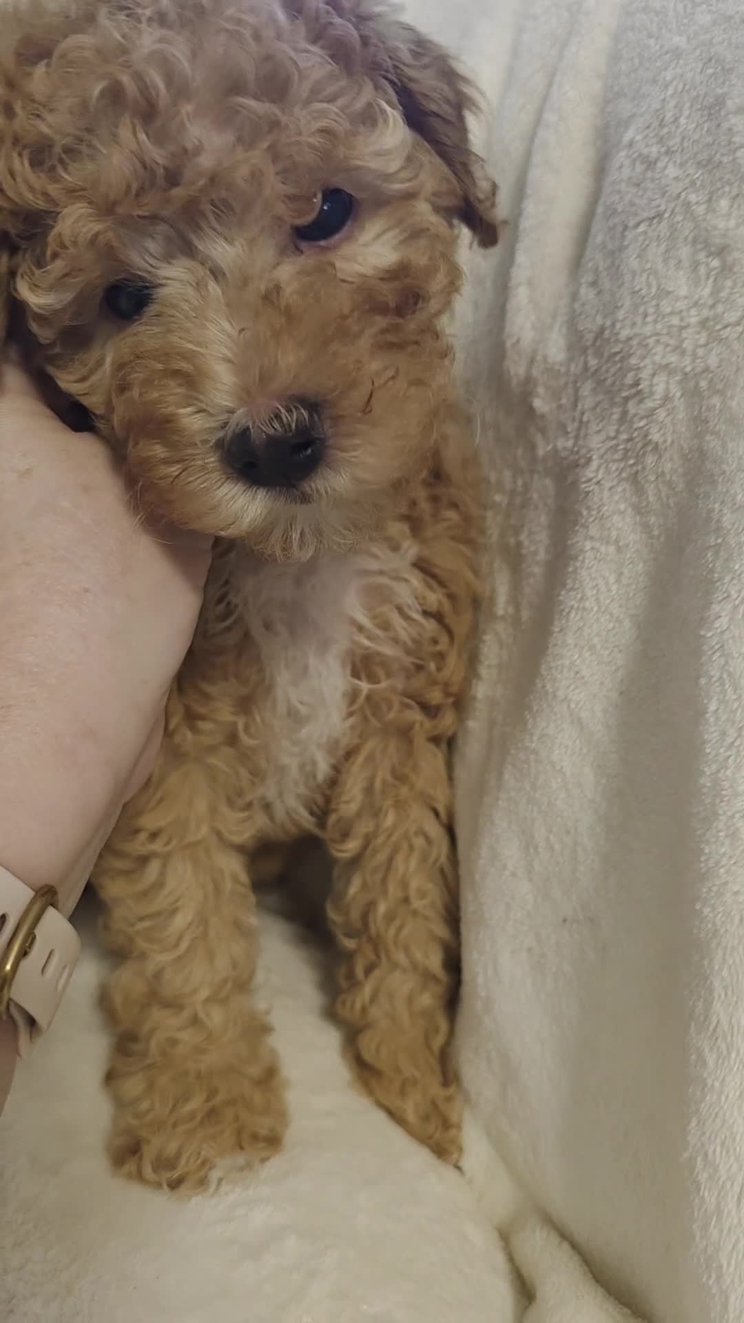 Irish Doodle dogs for sale: MISS GOLDIE  - Video 1