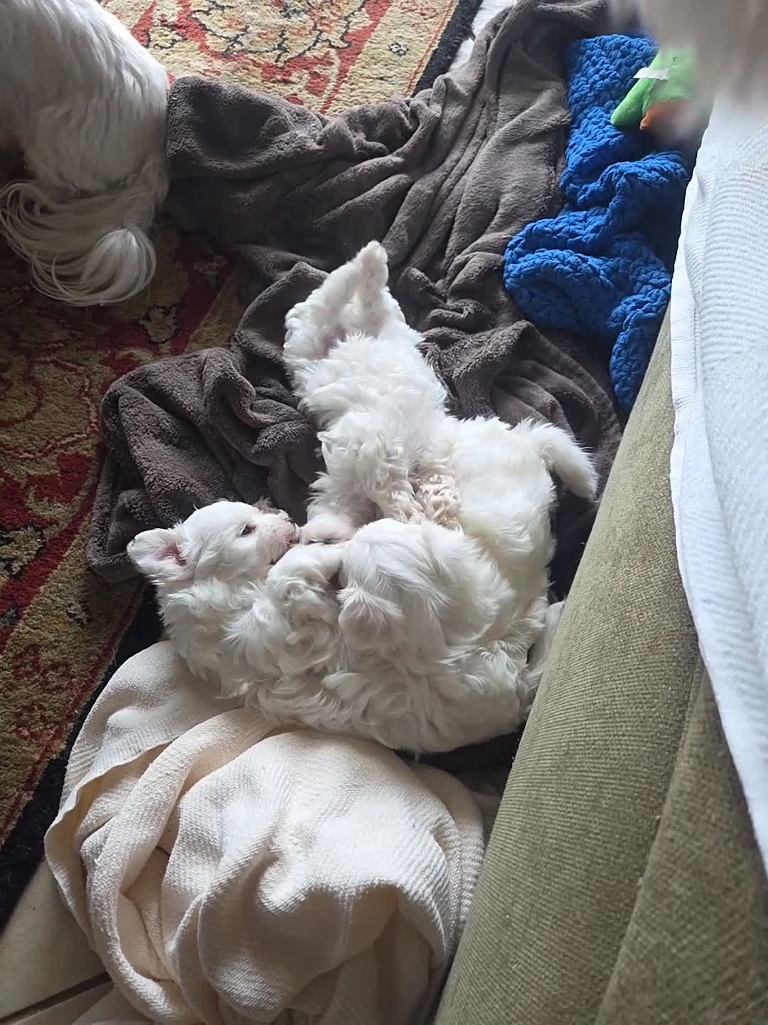 Maltese dogs for sale: Maltese Puppy 1 - Video 1