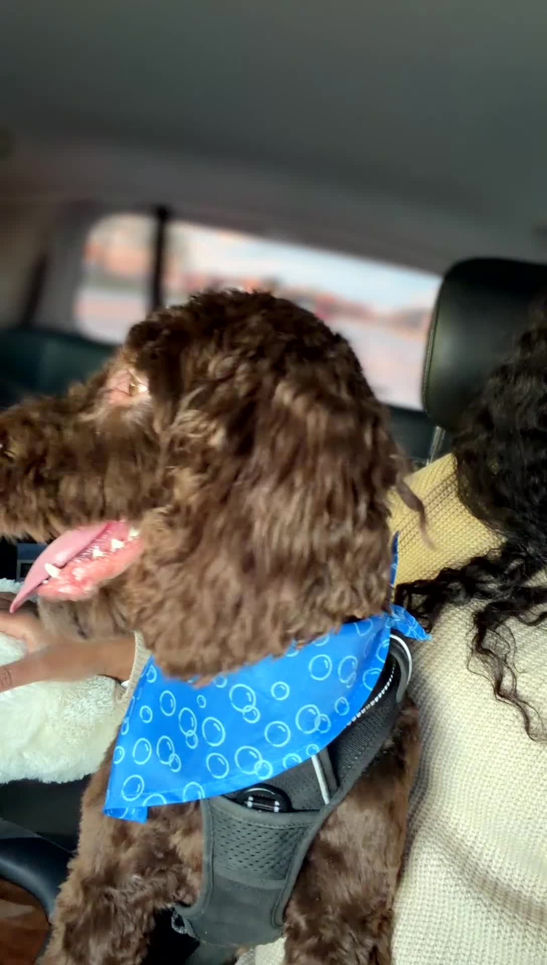 Goldendoodle dogs for sale: Goldendoodle 7 - Video 3