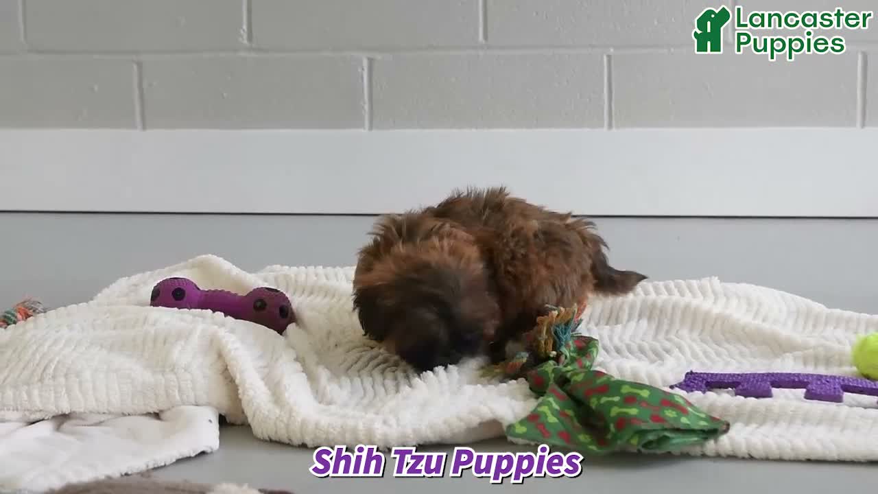 Shih Tzu dogs for sale: Trinket - Video 1