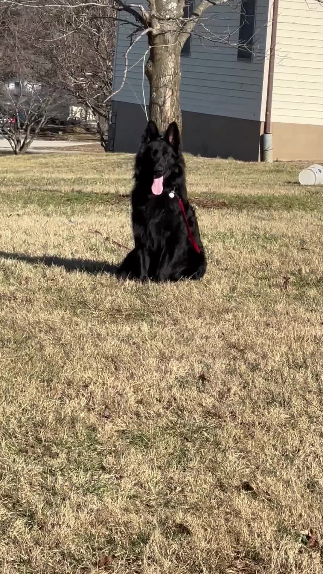 German Shepherd dogs for stud: Lloyd - Video 1