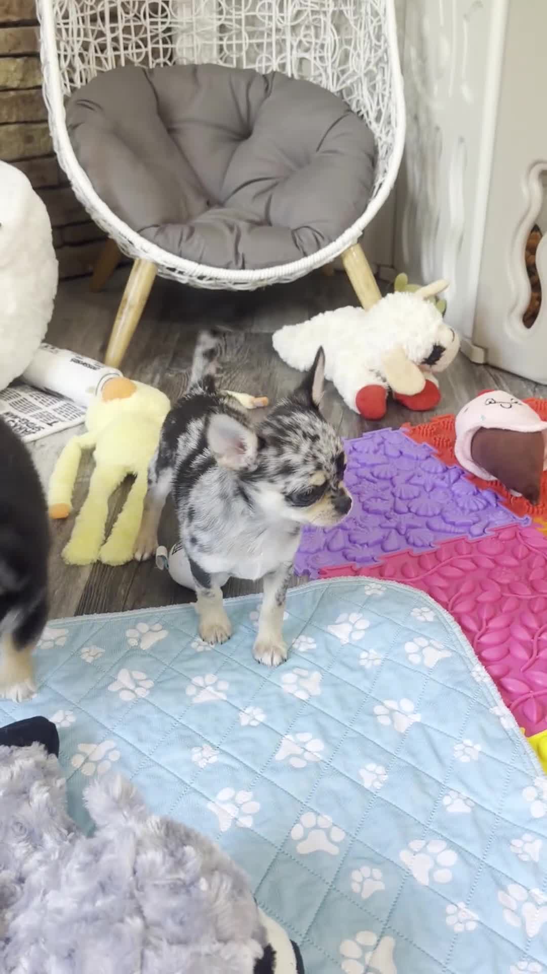 Chihuahua dogs for sale: Rochelle - Video 1