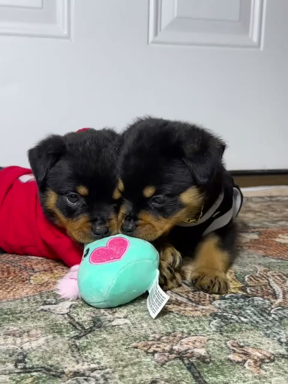 Rottweiler dogs for sale: Rottweiler 10 - Video 2