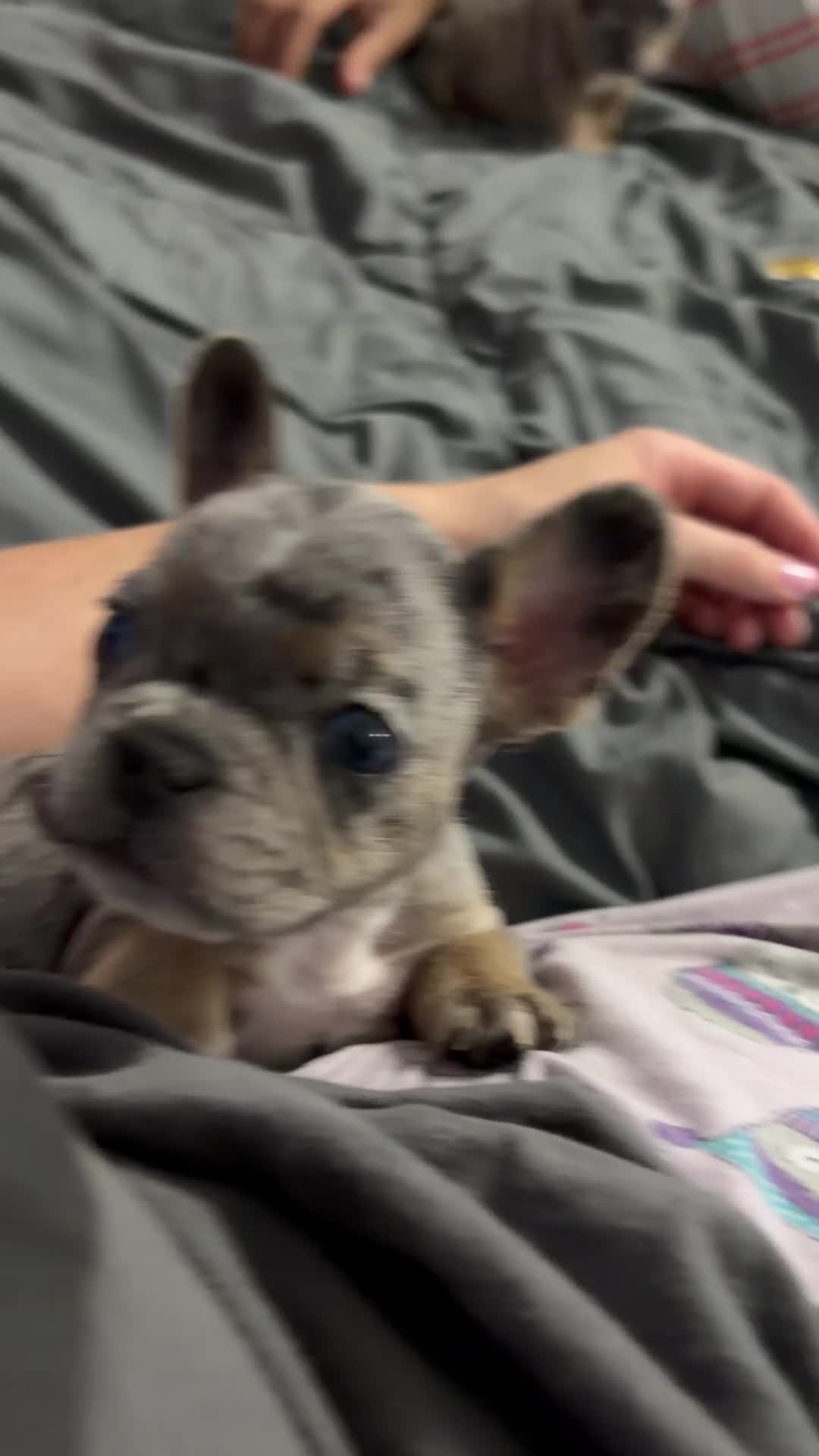 French Bulldog dogs for sale: French Bulldog 3 - Video 1