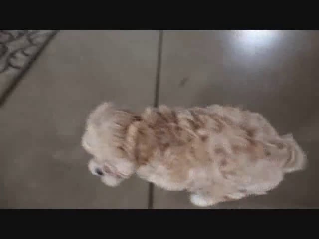 Maltipoo dogs for sale: Misty - Video 1