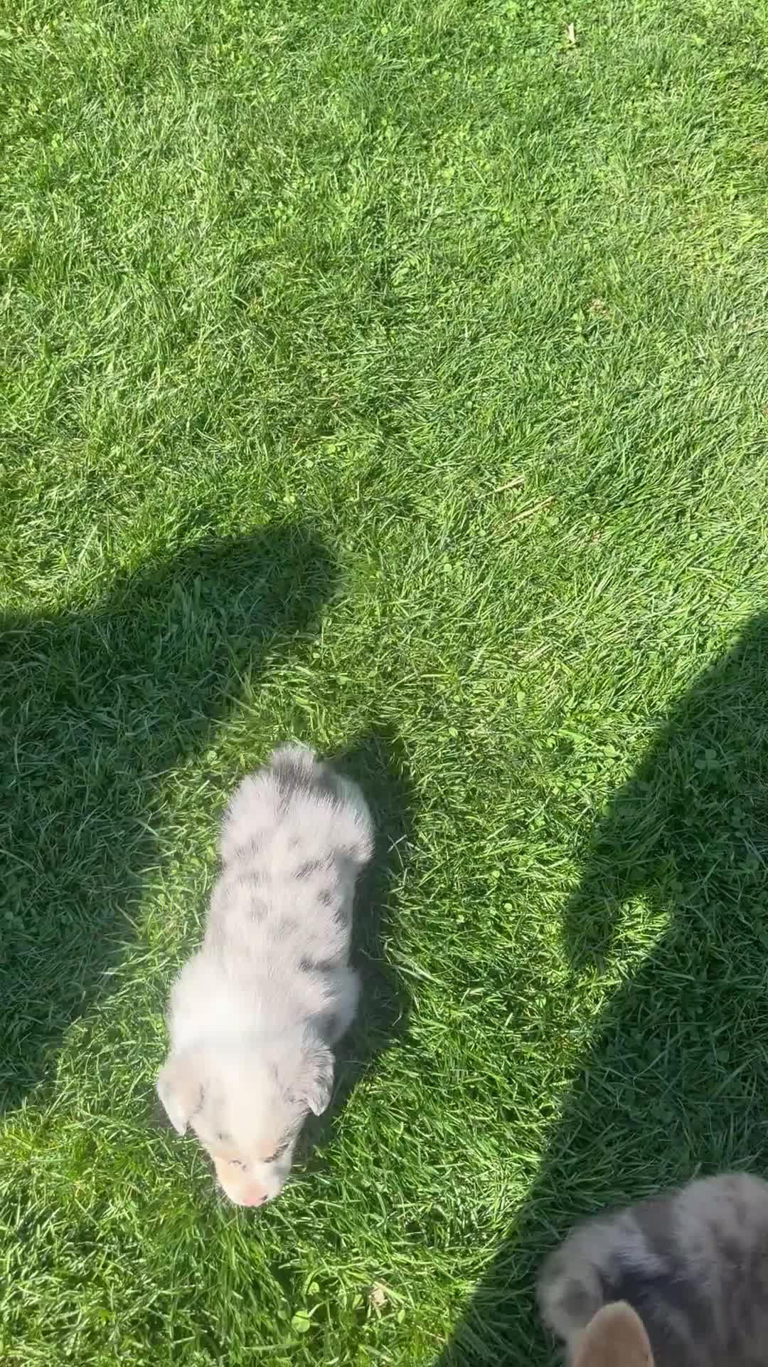American Corgi dogs for sale: American Corgi Puppy 1 - Video 1