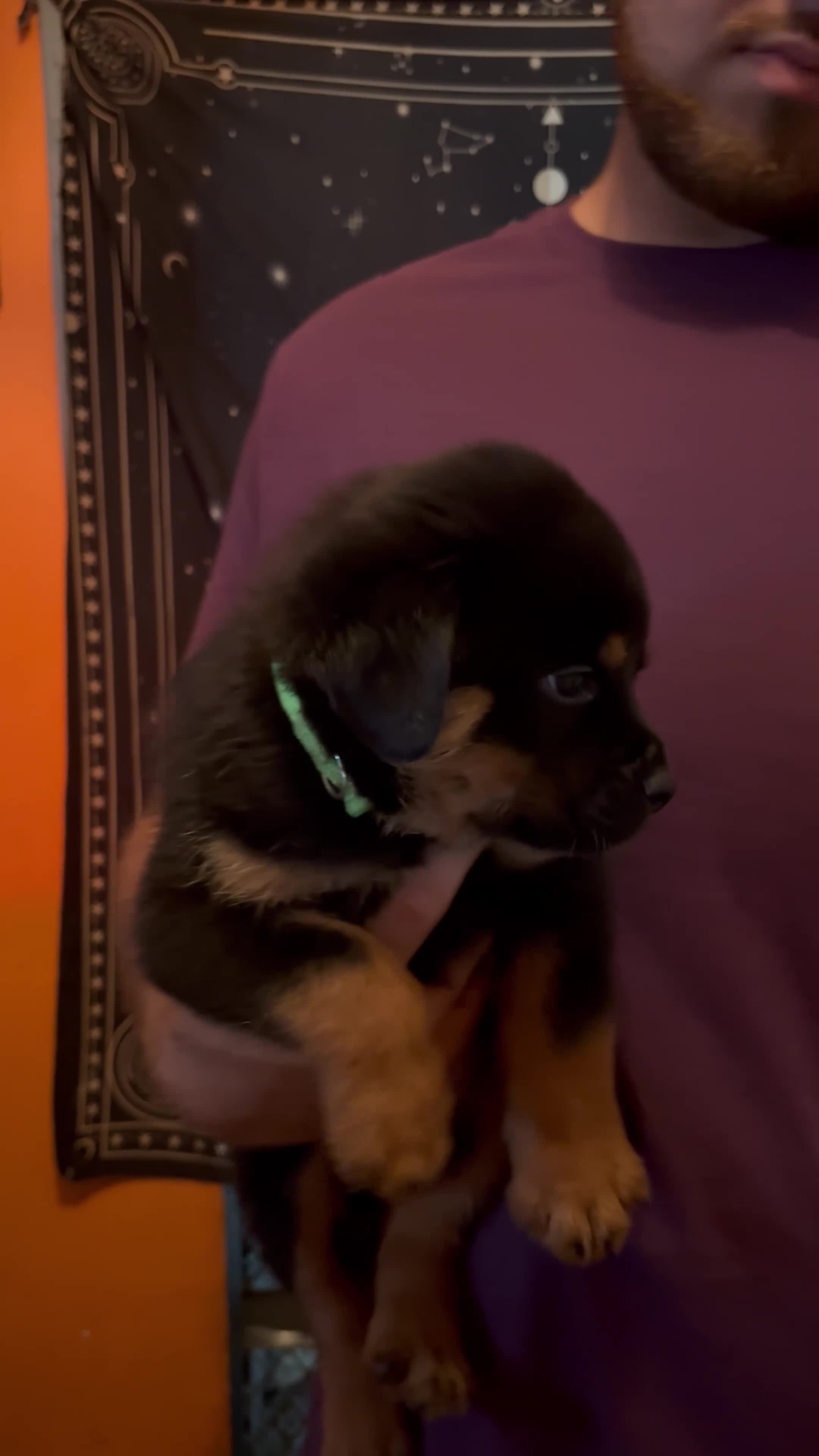 Rottweiler dogs for sale: Rottweiler Puppy 4 - Video 1