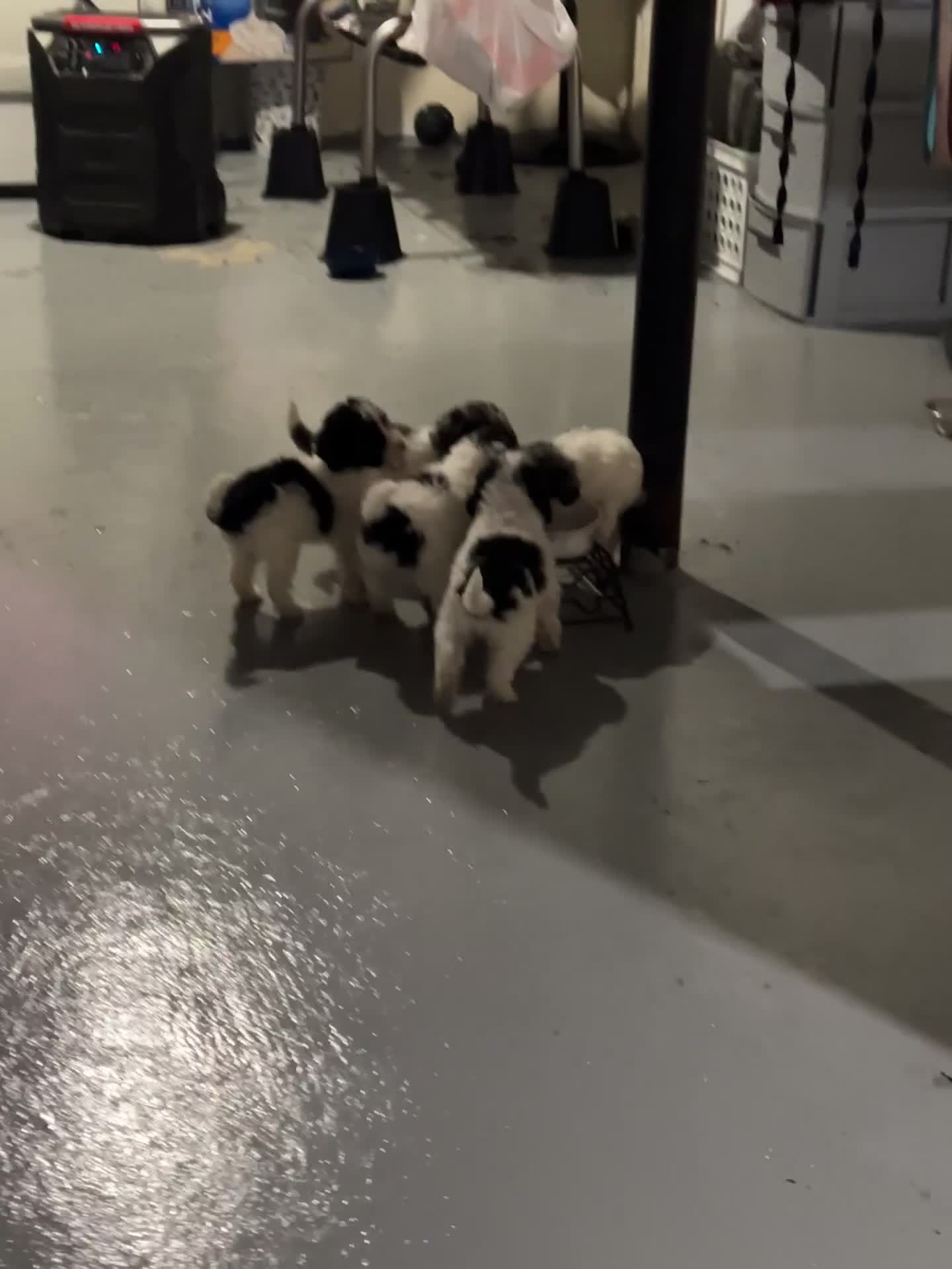 Miniature Poodle dogs for sale: Benny - Video 1