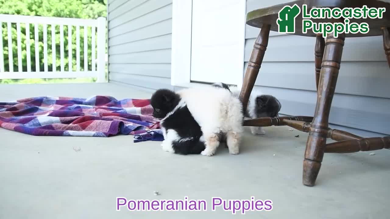 Pomeranian dogs for sale: Fluff  - Video 1