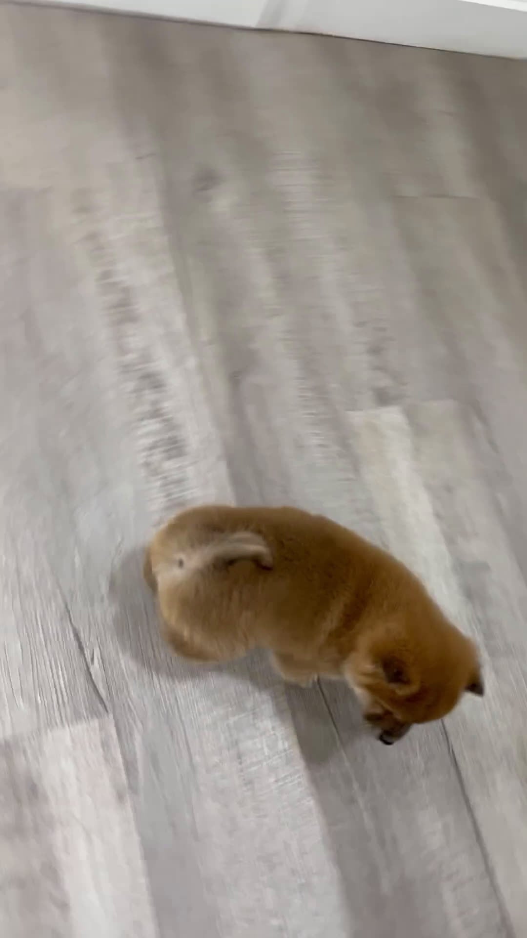 Shiba Inu dogs for sale: Logan - Video 1