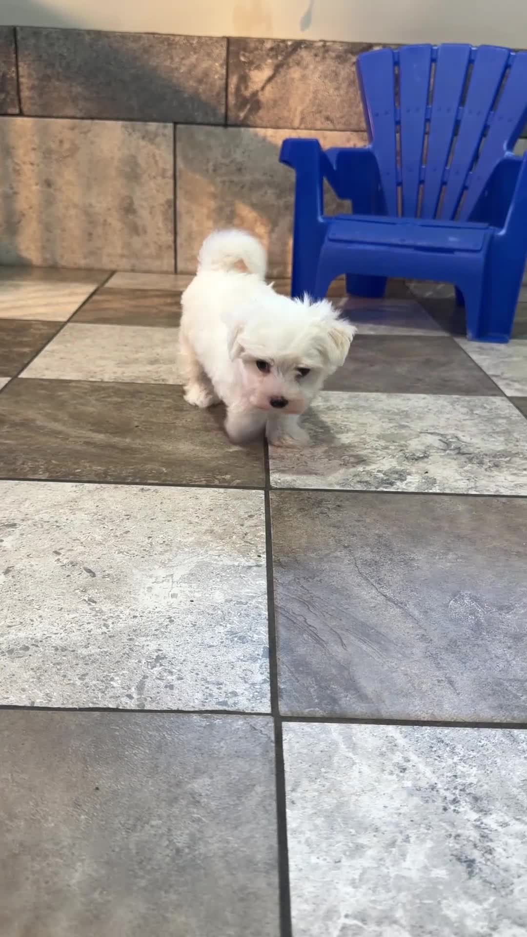 Maltese dogs for sale: Hunter - Video 1