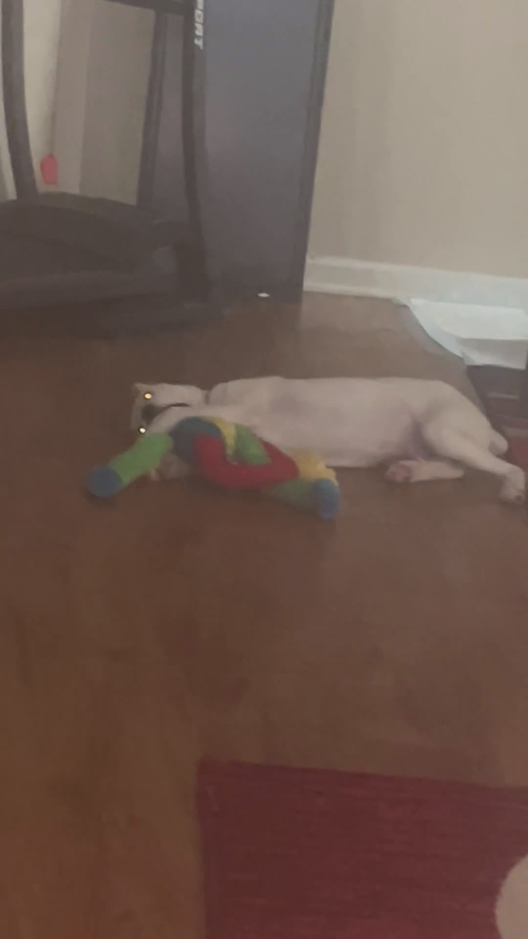 Bull Terrier dogs for sale: Bull Terrier Puppy 1 - Video 1