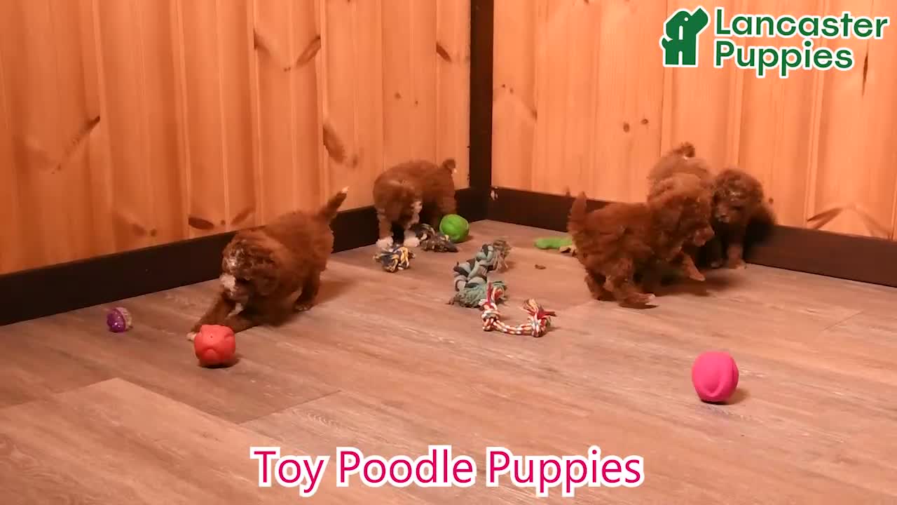 Toy Poodle dogs for sale: Derek - Video 1