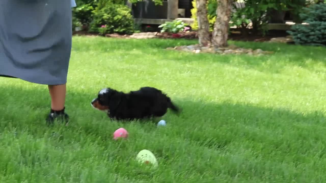 Mini Bernedoodle dogs for sale: Sawyer - Video 1
